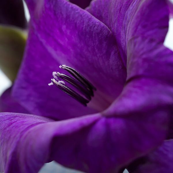 Purple Flora Gladiolus - Nature Hills Nursery - 12 Pack Bulbs - 
