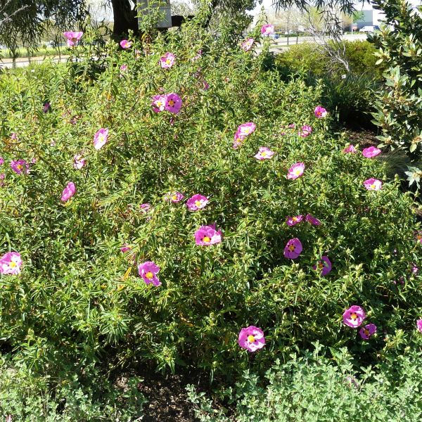 Purple Flowered Rock Rose - Nature Hills Nursery - #1 Container - 