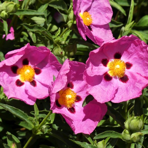 Purple Flowered Rock Rose - Nature Hills Nursery - #1 Container - 