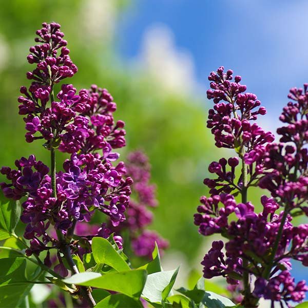 Purple Glory Lilac - Nature Hills Nursery - #3 Container - 