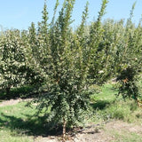 Purple Heart (Sharp Velvet) Pomegranate - Nature Hills Nursery - #1 Container - 