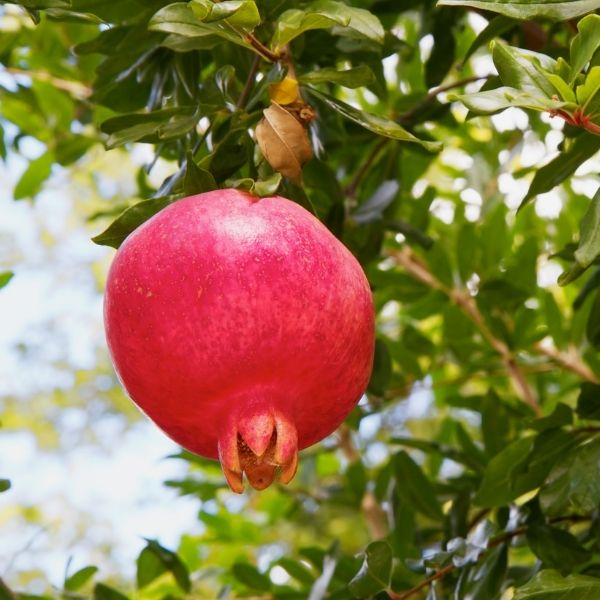 Purple Heart (Sharp Velvet) Pomegranate - Nature Hills Nursery - #1 Container - 