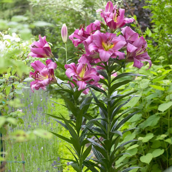 Purple Ladies Lily