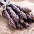 Purple Passion Asparagus Plant - Fruitother - Nature Hills Nursery - 8 Pack Bulbs - 