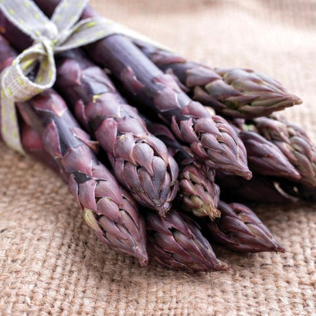 Purple Passion Asparagus Plant - Fruitother - Nature Hills Nursery - 8 Pack Bulbs - 