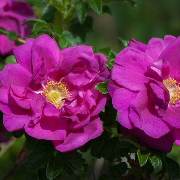 Purple Pavement Rose (Rosa rugosa 'Purple Pavement'), a shrub featuring purple flowers and deciduous.
