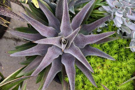 Purple People Eater mangave viewed from above, a star shaped rosette of purple leaves with darker spots