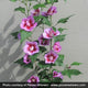 Plants Under $30