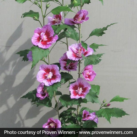 Purple Pillar&reg; Rose of Sharon - Nature Hills Nursery - #2 Container - 