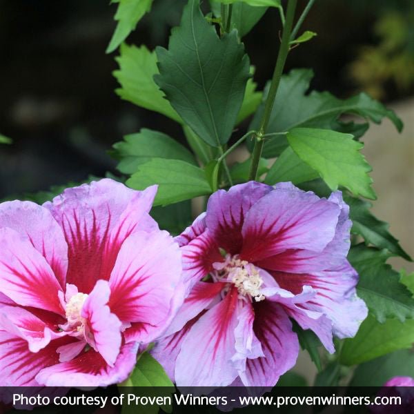 Purple Pillar&reg; Rose of Sharon - Nature Hills Nursery - #2 Container - 
