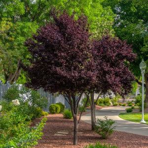 Purple Pony Flowering Plum Tree - Nature Hills Nursery - 4x4x6 Inch Container - 