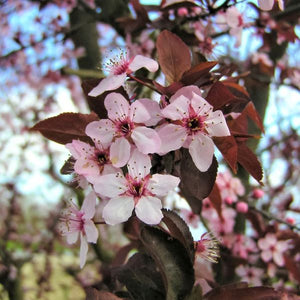 Purple Pony Flowering Plum Tree - Nature Hills Nursery - 4x4x6 Inch Container - 