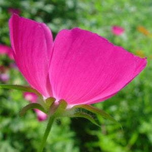 Purple Poppy Mallow (Callirhoe involucrata), a perennial featuring purple, red flowers and perennial.
