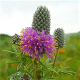 Purple Prairie Clover - Nature Hills Nursery - 2x2x3 Inch Container 3 Pack - 