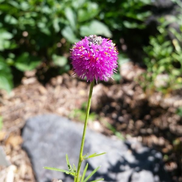 Purple Prairie Clover - Nature Hills Nursery - 2x2x3 Inch Container 3 Pack - 