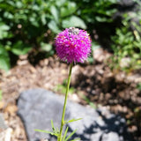 Purple Prairie Clover - Nature Hills Nursery - 2x2x3 Inch Container 3 Pack - 