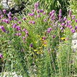 Purple Prairie Clover - Nature Hills Nursery - 2x2x3 Inch Container 3 Pack - 