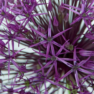 Purple Rain Allium - Nature Hills Nursery - 12 Pack Bulbs - 