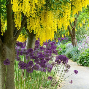 Purple Rain Allium - Nature Hills Nursery - 12 Pack Bulbs - 