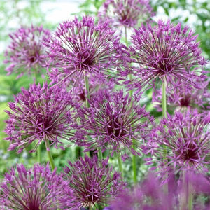 Purple Rain Allium - Nature Hills Nursery - 12 Pack Bulbs - 