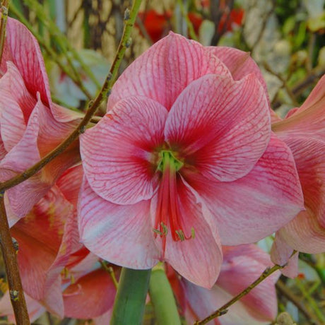 Purple Rain Amaryllis