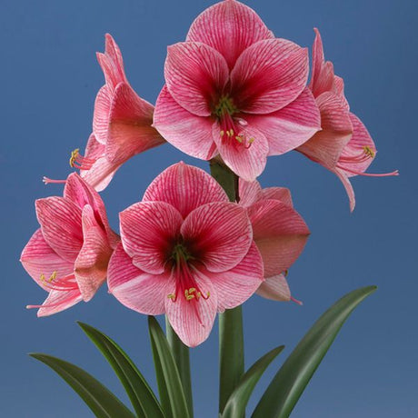 Purple Rain Amaryllis