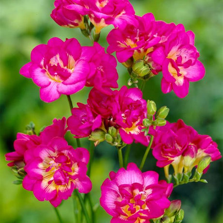 Purple Rain Freesia - Bulbs - Nature Hills Nursery - 