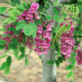 Purple Robe Locust Tree