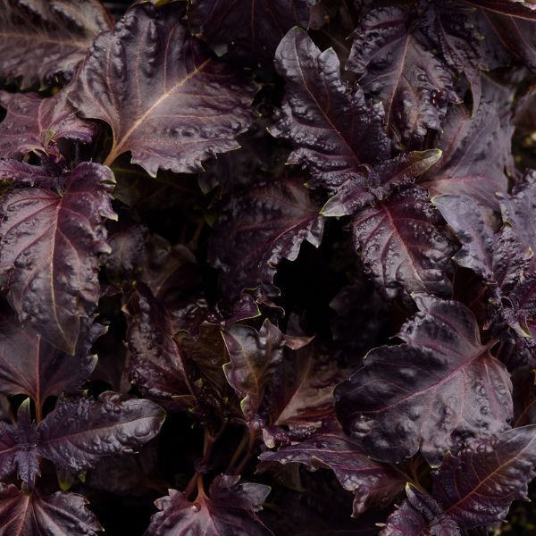 Purple Ruffles Basil - Nature Hills Nursery - Quart Container - 