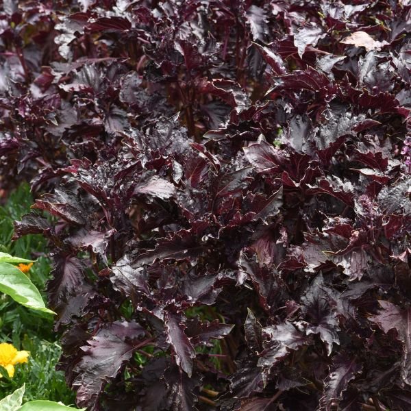 Purple Ruffles Basil - Nature Hills Nursery - Quart Container - 
