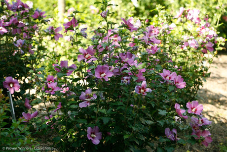 Purple Satin® Rose of Sharon - Bush - Nature Hills Nursery - 3 Container - 