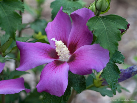 Purple Satin® Rose of Sharon - Bush - Nature Hills Nursery - 3 Container - 