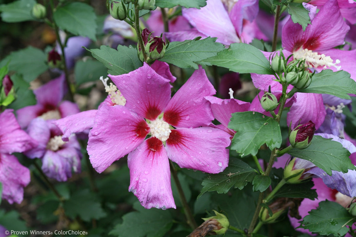 Purple Satin® Rose of Sharon - Bush - Nature Hills Nursery - 3 Container - 