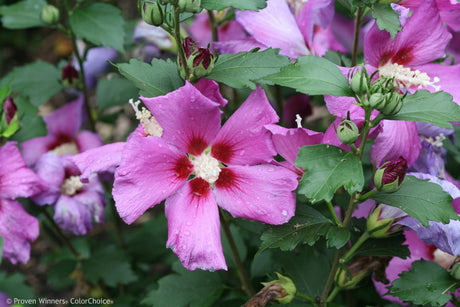 Purple Satin® Rose of Sharon - Bush - Nature Hills Nursery - 3 Container - 
