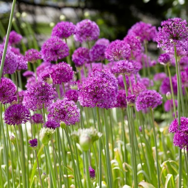 Purple Sensation Allium - Nature Hills Nursery - 10 Pack Bulbs - 
