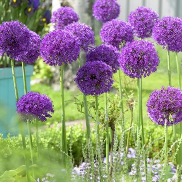 Purple Sensation Allium - Nature Hills Nursery - 10 Pack Bulbs - 