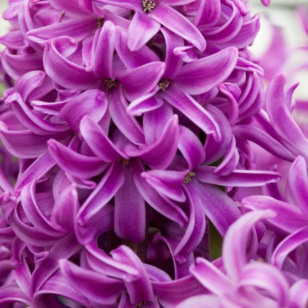 Purple Sensation Hyacinth - Nature Hills Nursery - 10 Pack Bulbs - 
