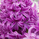 Purple Sensation Hyacinth - Nature Hills Nursery - 10 Pack Bulbs - 