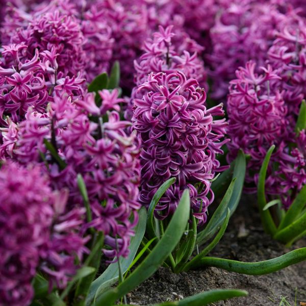 Purple Sensation Hyacinth - Nature Hills Nursery - 10 Pack Bulbs - 