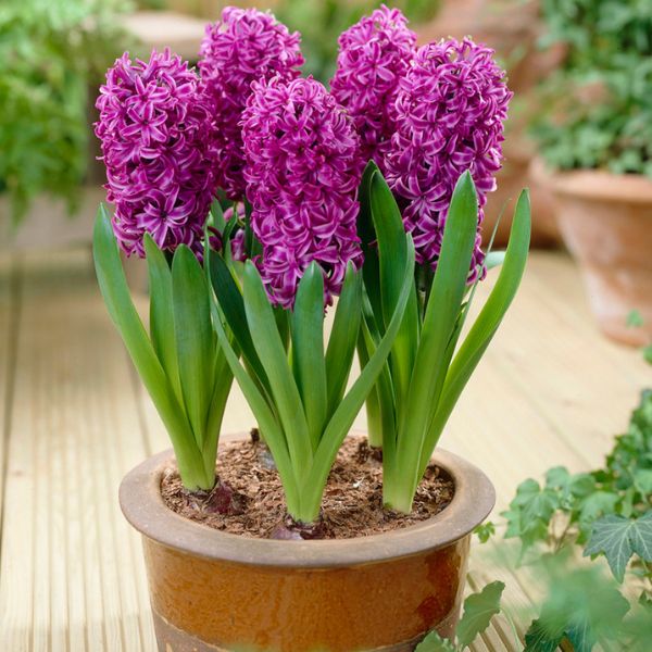 Purple Sensation Hyacinth - Nature Hills Nursery - 10 Pack Bulbs - 