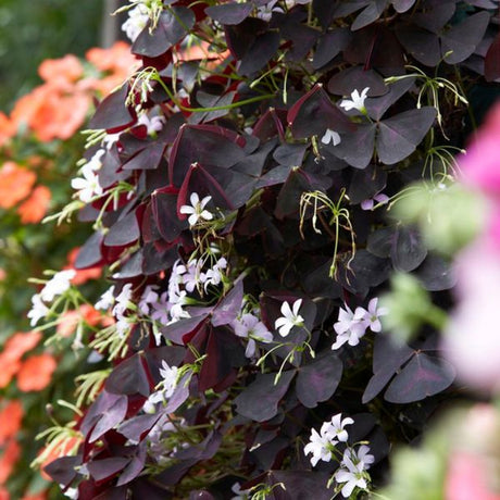 Purple Shamrocks - Houseplant - Nature Hills Nursery - 