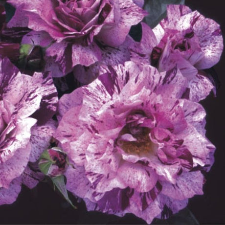 Purple Tiger Floribunda Rose - Nature Hills Nursery - #2 Container - 