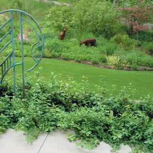 Purple Wintercreeper Euonymus