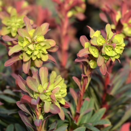 Purple Wood Spurge - Nature Hills Nursery - #1 Container - 