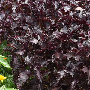 Purple Ruffles Basil