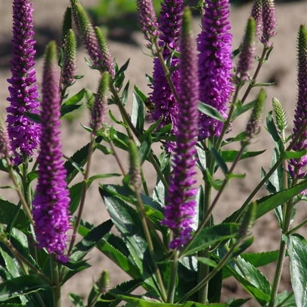 Purpleicious Veronica - Perennial - Nature Hills Nursery - 1 Container - 