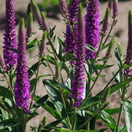 Purpleicious Veronica - Perennial - Nature Hills Nursery - 1 Container - 