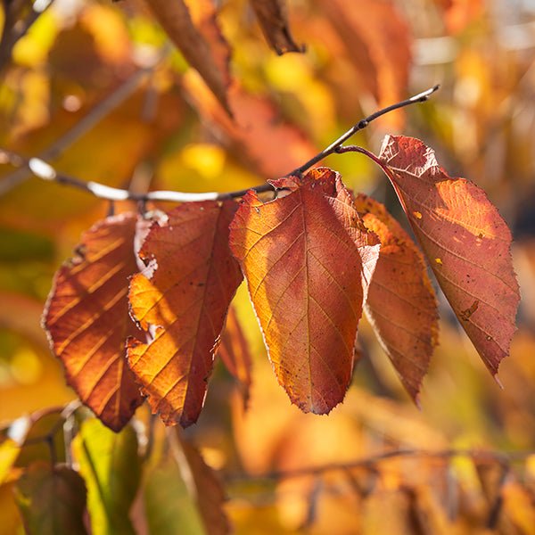 Purpleleaf Bailey Select American Hazelnut - Nature Hills Nursery - 1 - 2 Feet Bareroot Multi Stem - 