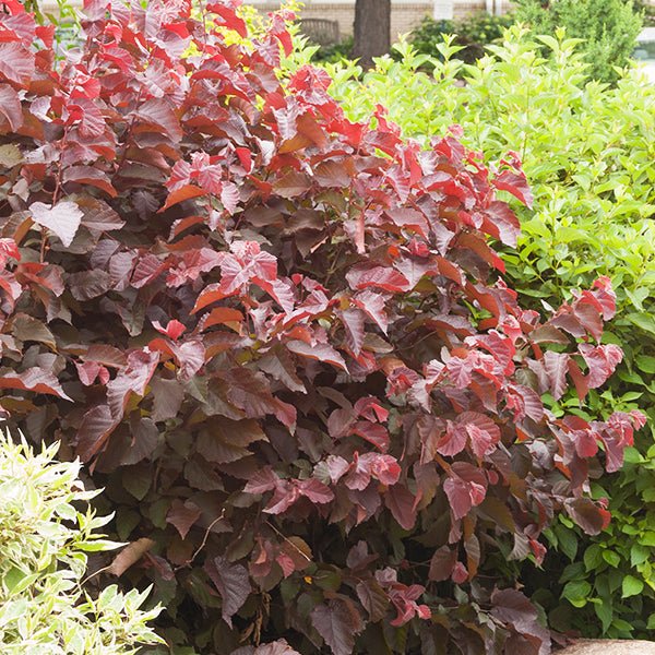 Purpleleaf Bailey Select American Hazelnut - Nature Hills Nursery - 1 - 2 Feet Bareroot Multi Stem - 