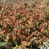 Purpleleaf Bailey Select American Hazelnut - Nature Hills Nursery - 1 - 2 Feet Bareroot Multi Stem - 
